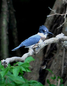 Belted Kingfisher