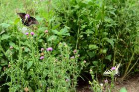 Butterflies Feeding on Thistle Flowers