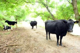 Cows on the Trail