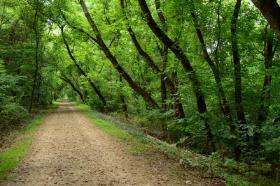 Dense Canopy near Warm Run