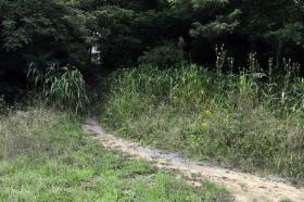 Entering the Trail from Furrs Mill Road