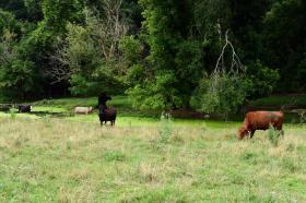 Passing through Pastureland