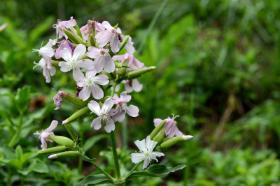 Wildflowers along the Trail