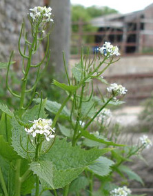 Garlic Mustard