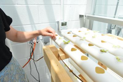 Anne Townsend ’24 studies young lettuce plants growing in horizontal hydroponics systems in the VMI greenhouse.—VMI Photo by Marianne Hause.