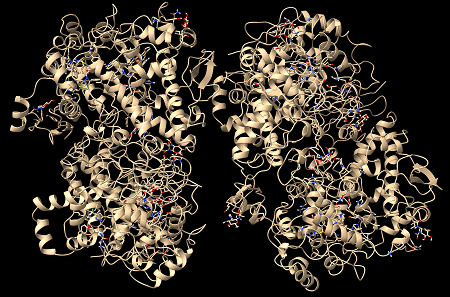3D model of a COX-2 protein molecule using ChimeraX