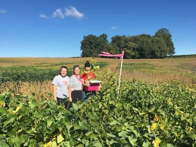 Three biology research students harvest soybean plants at a field farm in Orange, Virginia.