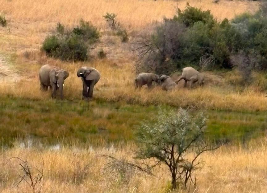 Elephants engage in a courtship ritual