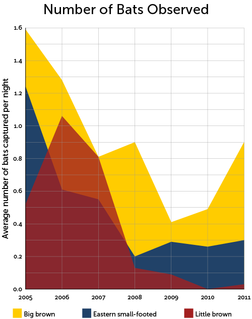 This infographic shows the variation in bats captured per night each year from 2005 to 2011.  Big brown bats showed a sharp decline up to 2009, followed by a sharp rise.  Eastern small-footed bats showed a sharp decline from 2005 to 2008, followed by a slow recovery.  Little brown bats showed a sharp drop from 2006 to 2011.