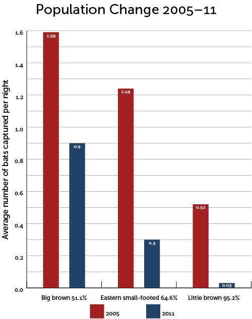 This infographic shows the decline of bats captured per night from 2005 to 2011.  Over that time, the population of big brown bats dropped from an average of 1.59 to 0.9 bats per net night – a 51.1 percent decline.  Eastern small-footed bats dropped from 1.24 to 0.3 – a 64.6 percent decline. Little brown bats dropped from 0.52 to 0.03 – a 95.2 percent decline.