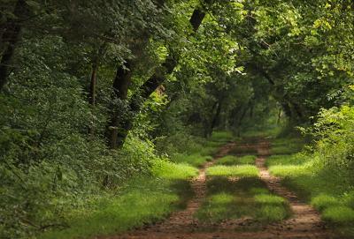 An image of trees arching over the Chessie Nature Trail.