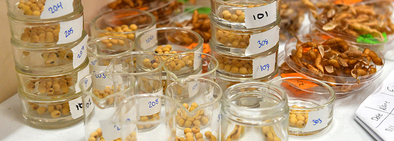Soybean samples collected in Orange County were brought back to Maury-Brooke Hall for analysis.